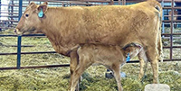 1 Reg. Akaushi 1st-Calf Pair... Southwest OK