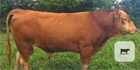1 Reg. Akaushi Bull... Central TN