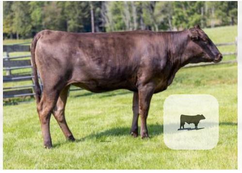 Cattle Range Listing Photo