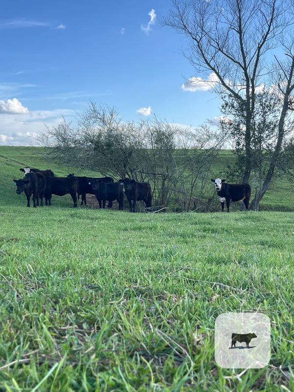 Cattle Range Listing Photo