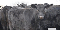 120	Angus & BWF Rep. Heifers... E. Central OK