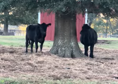 Cattle Range Listing Photo