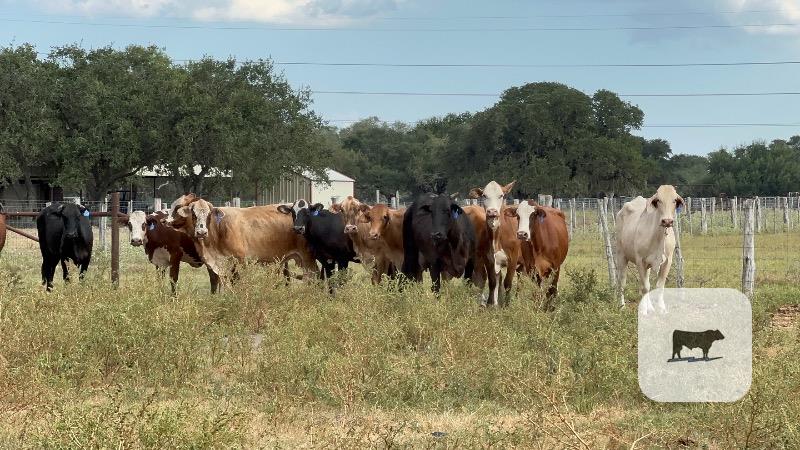 Cattle Range Listing Photo