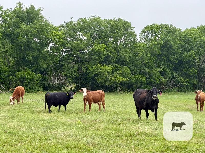 Cattle Range Listing Photo