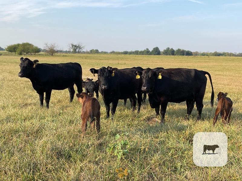 Cattle Range Listing Photo