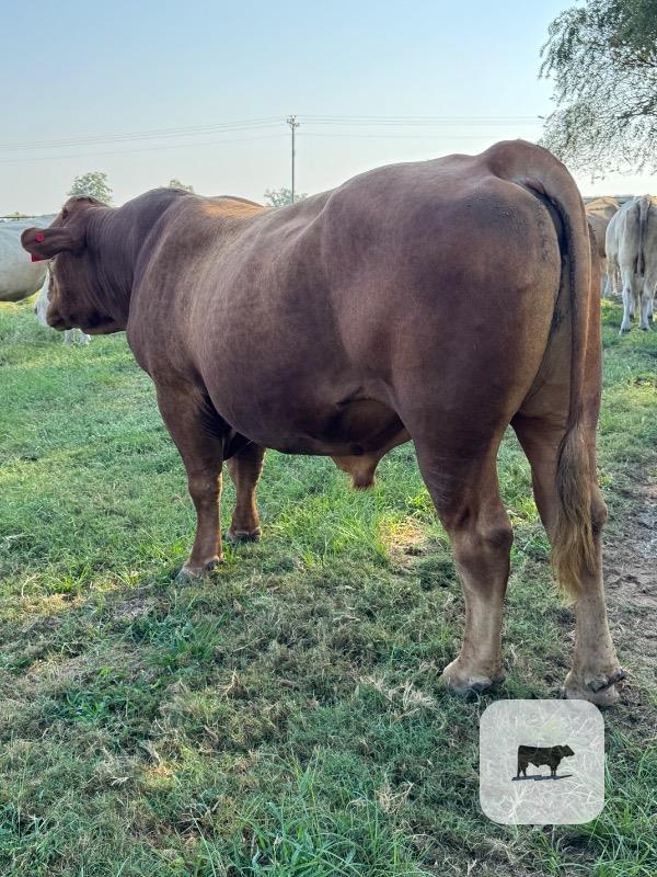 Cattle Range Listing Photo