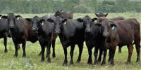 30 Brangus 1st-Calf Heifers w/ 7+ Calves... Southeast TX