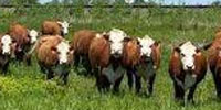 23 Hereford Cows... Central MO