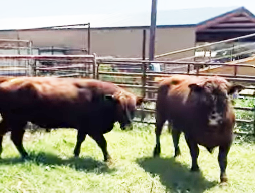 Cattle Range Listing Photo