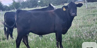 8 Angus 2nd-Calf Pairs... Central TX