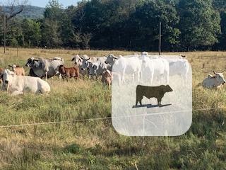 Cattle Range Listing Photo