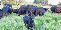 50 Angus & SimAngus Pairs... Central MO