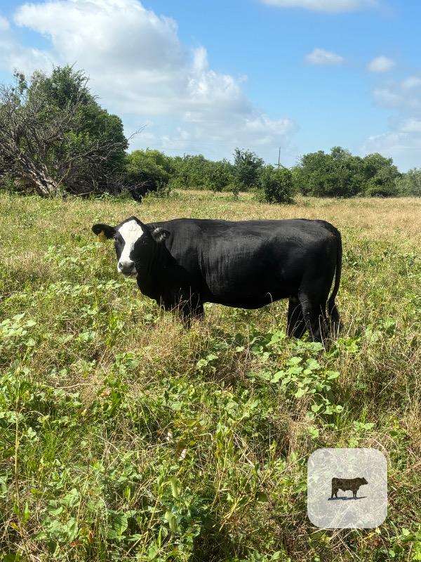 Cattle Range Listing Photo