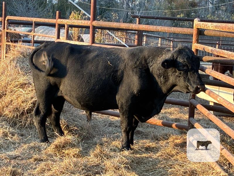 Cattle Range Listing Photo