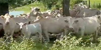 24 Reg. Charolais Pairs... Northeast TX