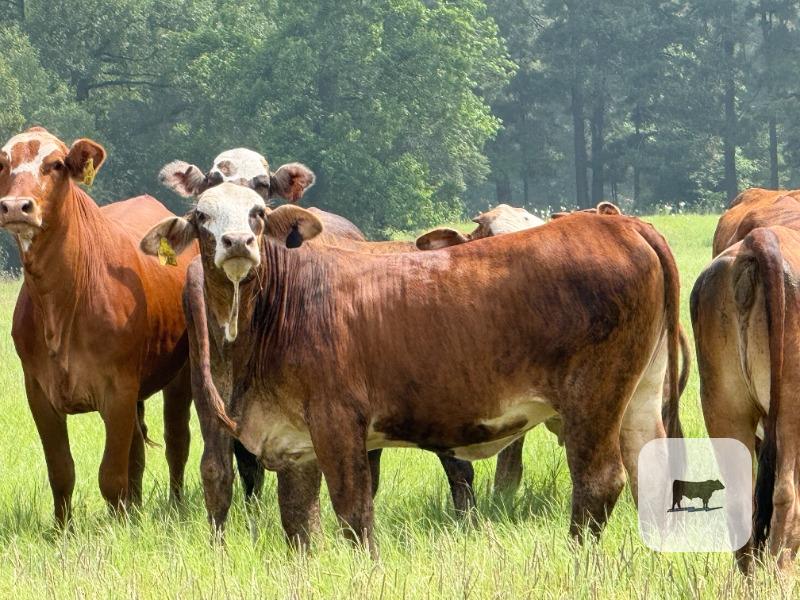 Cattle Range Listing Photo
