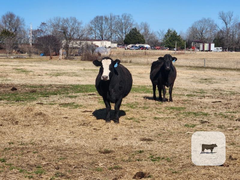Cattle Range Listing Photo
