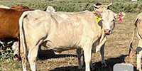 100	Beefmaster, Charolais Cross, Santa Gertrudis, Red Brangus & Crossbred Cows... Central TX