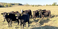 80 Angus & BWF Rep. Heifers... Southwest MO