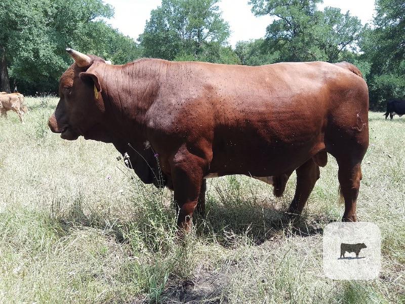 Cattle Range Listing Photo