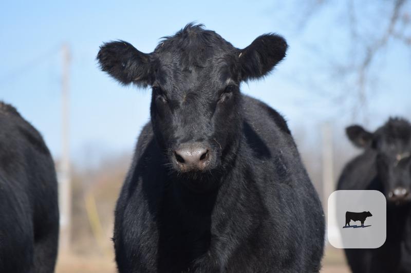 Cattle Range Listing Photo