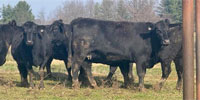 58 Angus Cows w/ 13+ Calves... S. Central IN