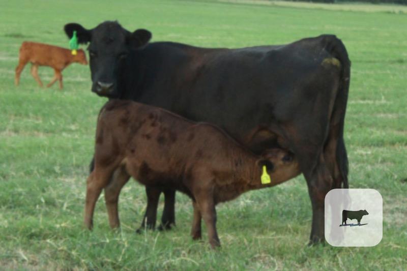Cattle Range Listing Photo