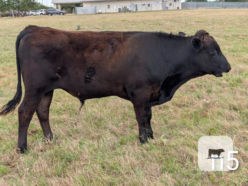 Cattle Range Listing Photo