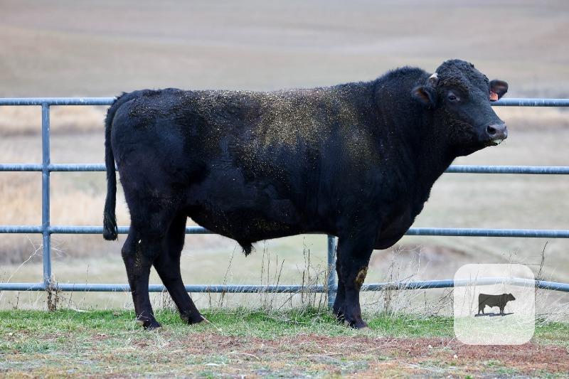 Cattle Range Listing Photo