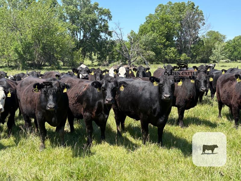 Cattle Range Listing Photo