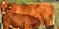 5 Reg. Beefmaster Pairs... South TX