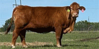 215 Crossbred Red & Yellow Cows w/ 5+ Calves... Central TX