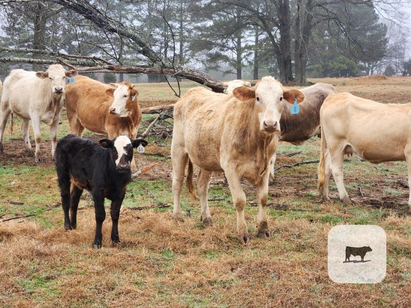 Cattle Range Listing Photo