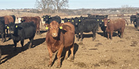 40 Angus, BWF, Red Angus, RWF, & Charolais Cross Open Cows... Southwest MO