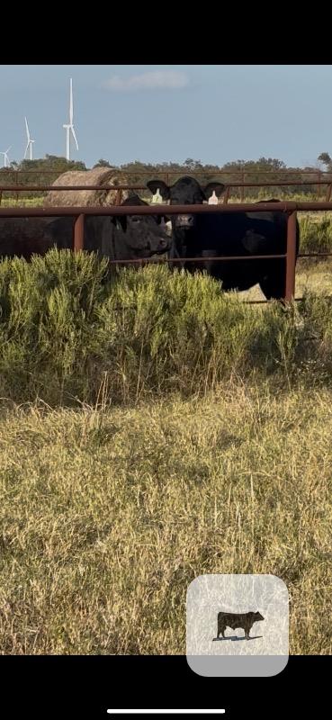 Cattle Range Listing Photo 4