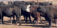 55 Angus & BWF Rep. Heifers... TX Panhandle