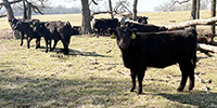 90 Angus & BWF Rep. Heifers... Southwest MO