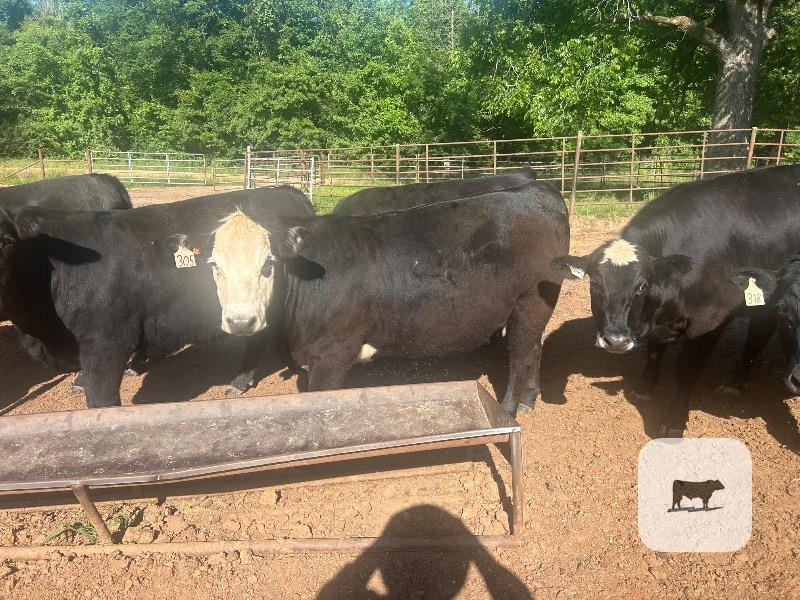 Cattle Range Listing Photo