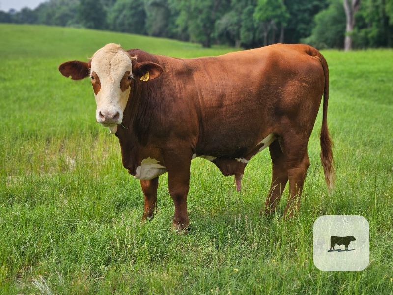 Cattle Range Listing Photo