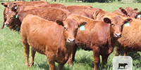76 Red Angus Replacement Heifers... Central TX