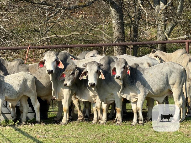 Cattle Range Listing Photo