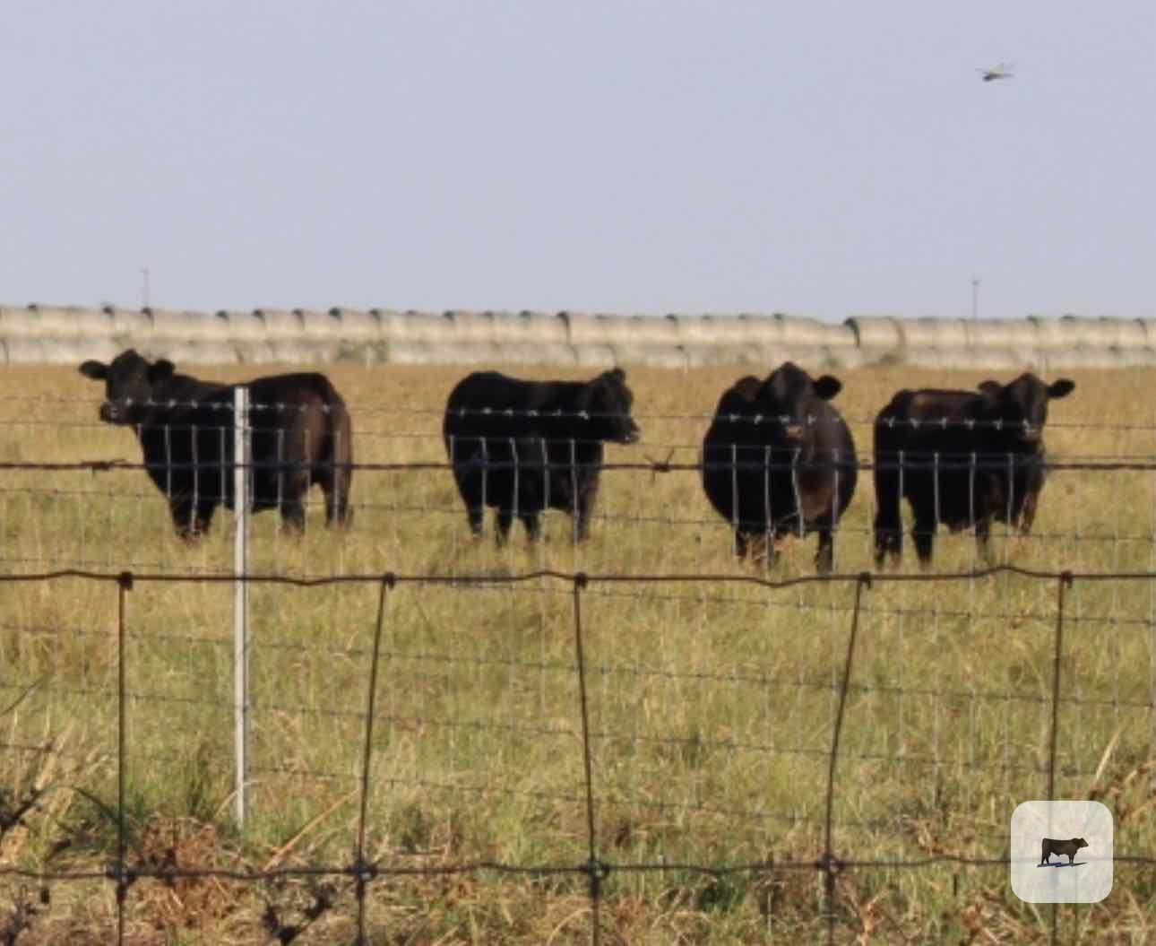 Cattle Range Listing Photo