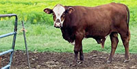 1 Santa Gertrudis 'Star 5' Bull... Central TX