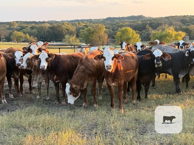 Cattle Range Listing Photo 3