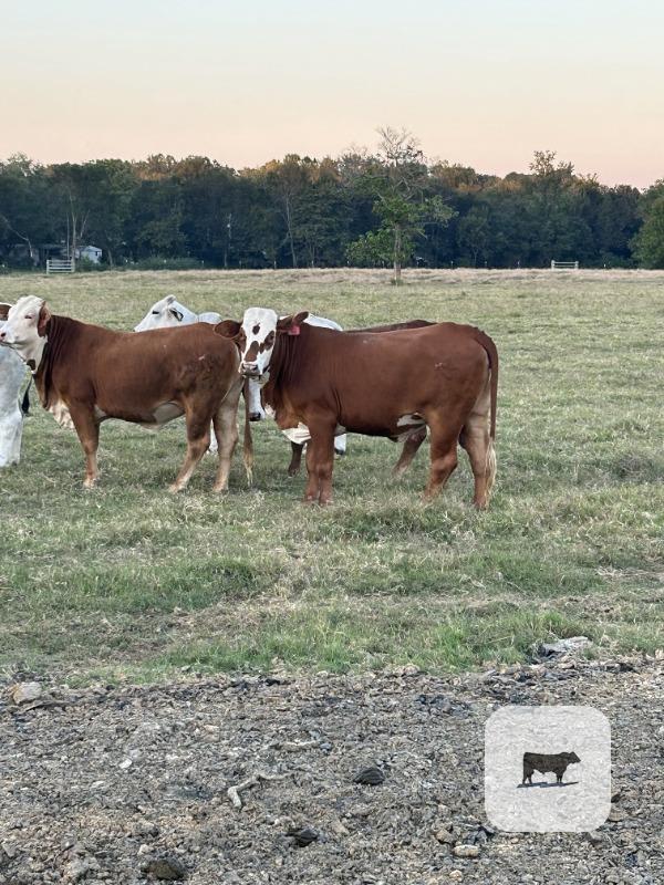 Cattle Range Listing Photo 6