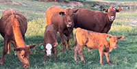 3 Red Angus 1st-Calf Pairs... Central TX