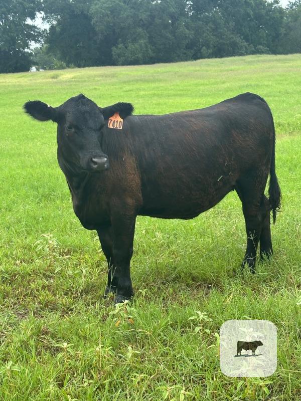 Cattle Range Listing Photo