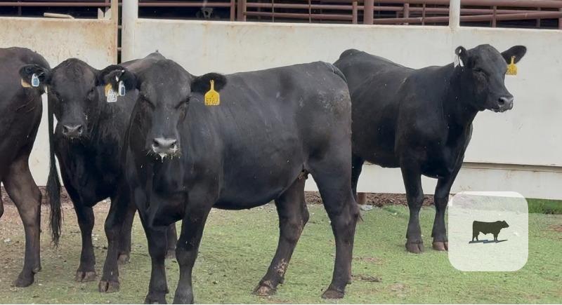 Cattle Range Listing Photo