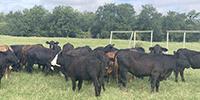 63 Angus Plus & BWF Bred Heifers... Southeast TX