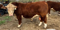 9 Reg. Hereford Bulls... Central TX